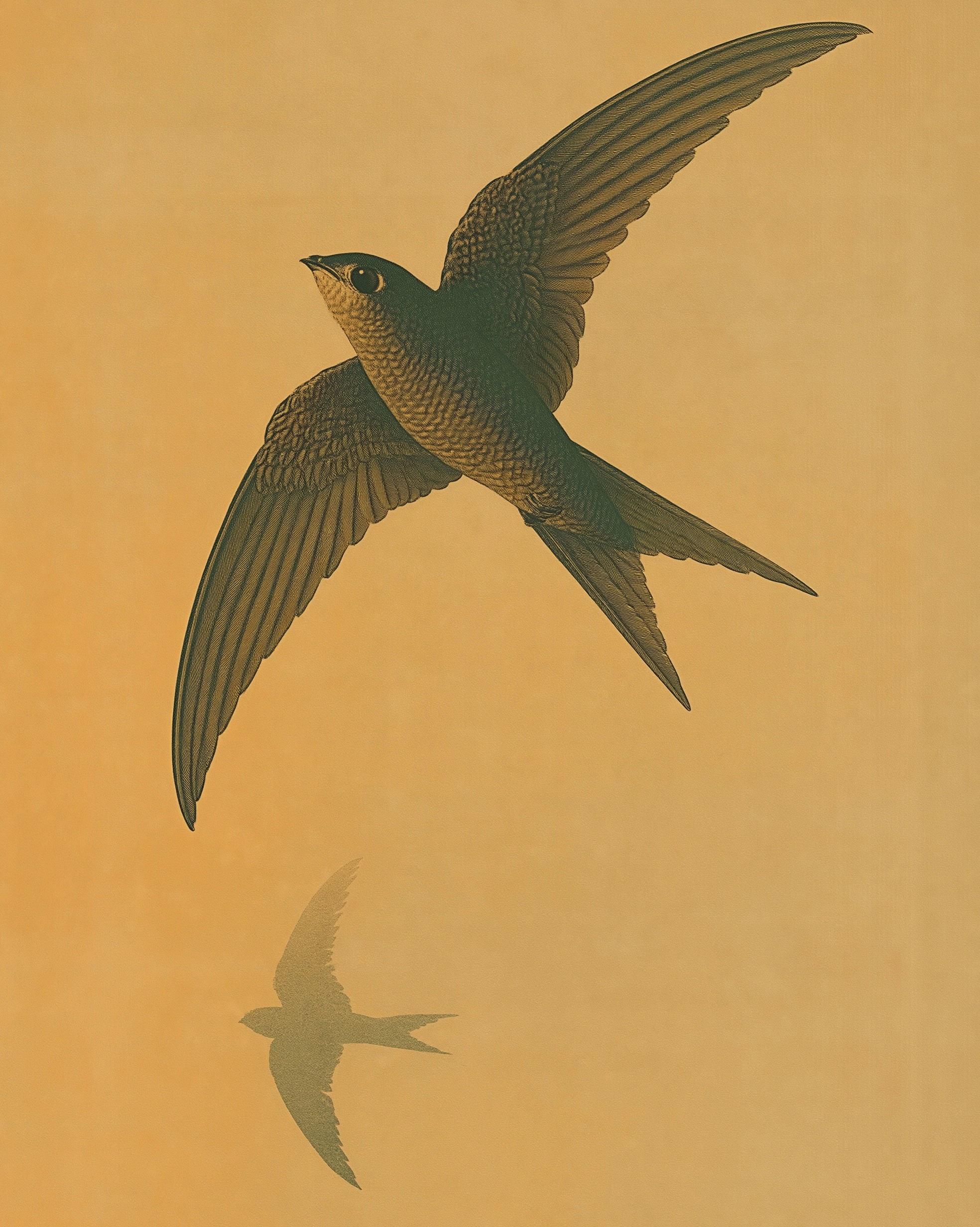 Chimney Swift