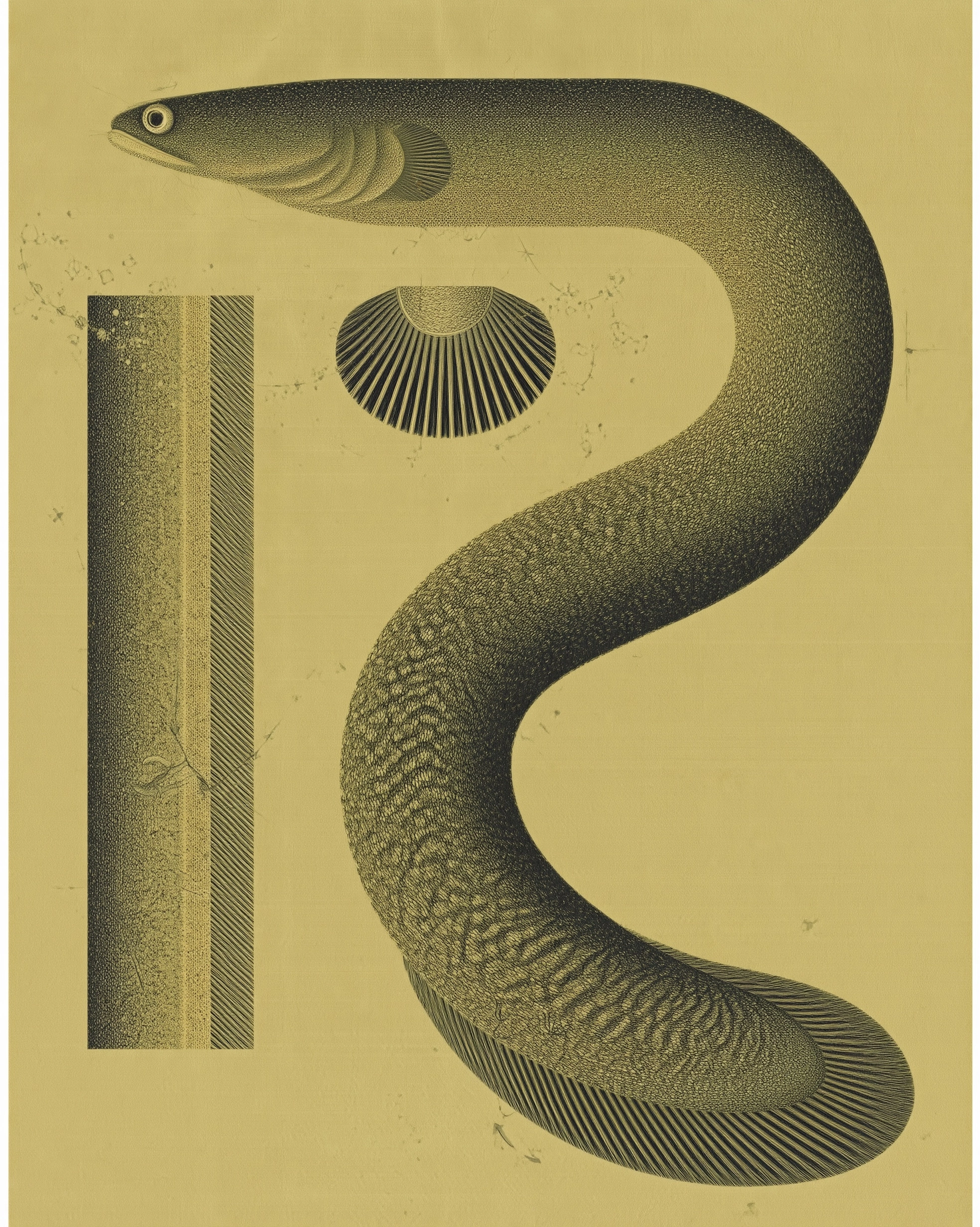 American Eel